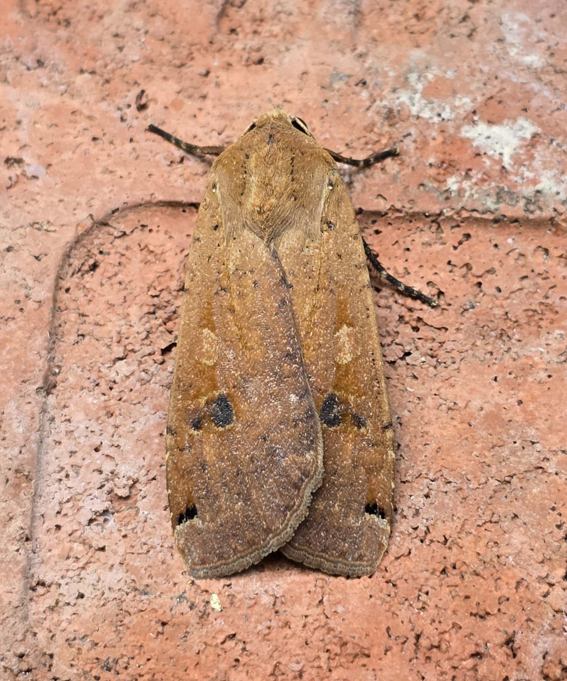Photo of Large Yellow Underwing (Noctua pronuba)